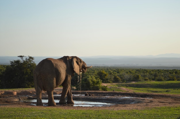 Elephant Nature Park