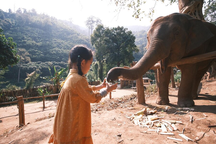 Chiang Mai extend their impact beyond elephant welfare by contributing to local communities.