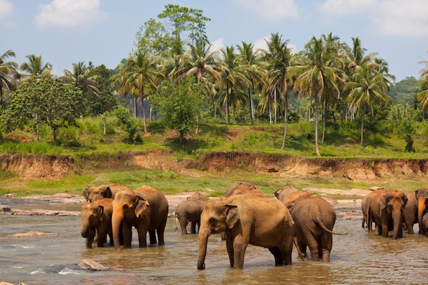 Chiang Mai: A Haven For Elephants