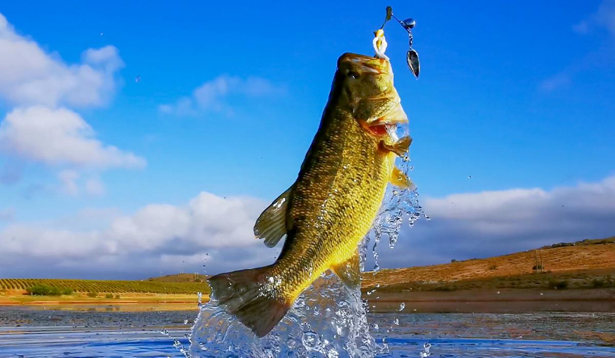 Top Reasons and Seasons to Go Bass Fishing