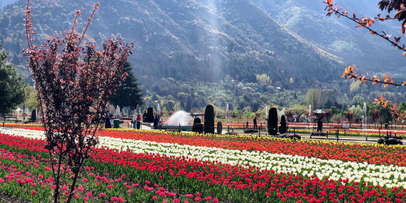 Indira Gandhi Memorial Tulip Garden