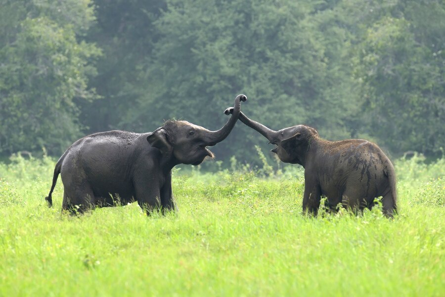 Lanna Kingdom Elephant Sanctuary