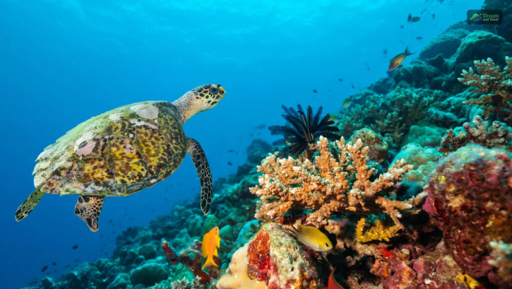 Marine Biodiversity Of Lakshadweep