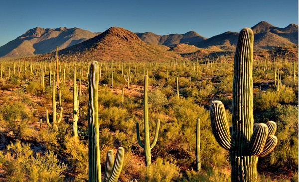 Saguaro national park