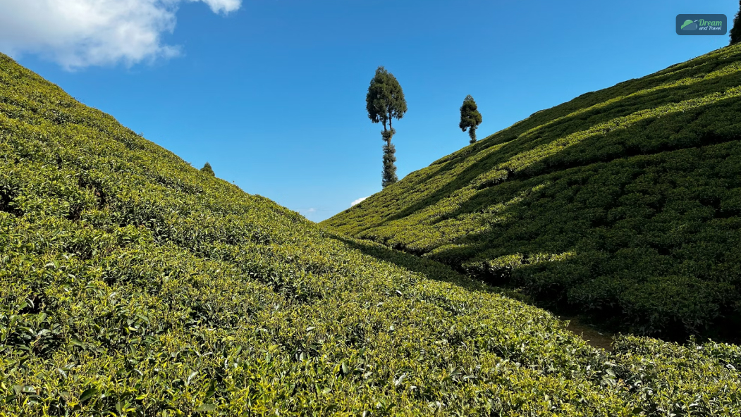 Spring (March To May)