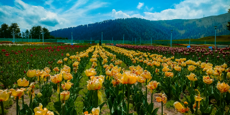 Spring_ A Blossoming Symphony (March - April)