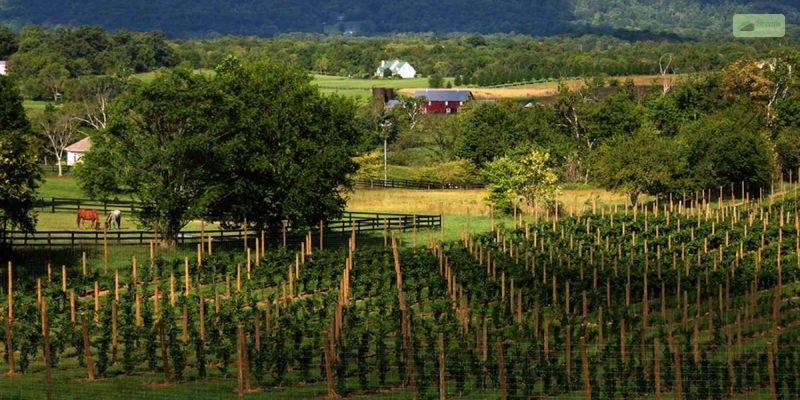 Sunset Hills Vineyard