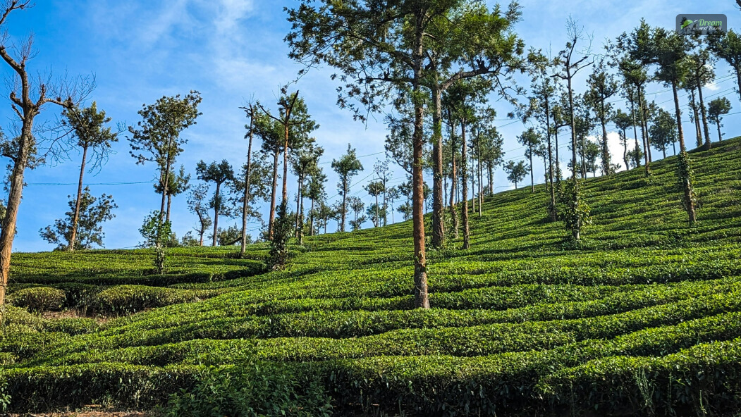 What Is The Best Time To Visit Kerala | Know About The Weather And Climate Before You Pack Your Bags