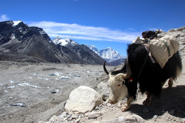 Trekking the majestic Nepal Himalayas