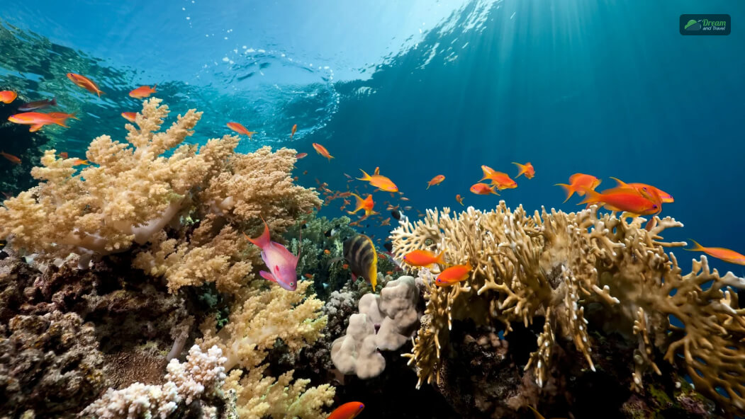 What Is A Coral Island