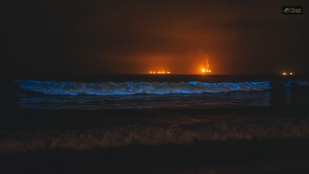 Where Is There A Bioluminescent Beach_ Why Do Some Beaches Glow At Night