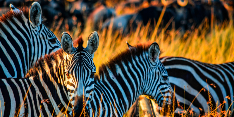 Exploring the Wonders of African Safaris