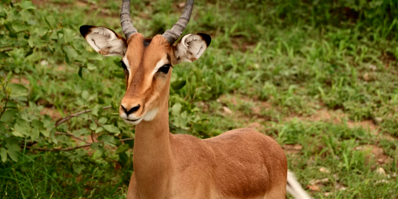 When Do You Plan To Visit Africa